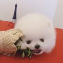 아이러브독 강아지 부천점 이미지