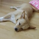 코기절미 이미지