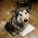 도도스푼 이미지