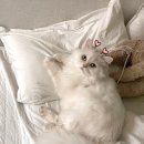 루나동물병원 이미지