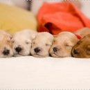 행복한동물병원 이미지