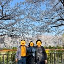 중랑천 제4체육공원 | 인천 벚꽃 명소, 서운체육공원 서부간선수로 벚꽃 나들이 후기 (+만개 현황)