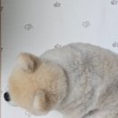 (주)더조은펫타운 | 듀라론 100% 강아지 쿨매트 펫조은자리 강아지 고양이 여름방석