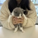 네코스토리 네이버블로그
