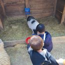 일성목장 이미지