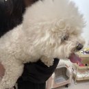 하비나 코지 이미지