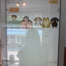 남양주 화도 애견카페 실내 실외 넓은 “코니 아일랜드” 후기