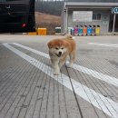 엔토 이미지