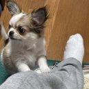 런던떡볶이 이미지