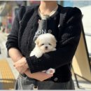 부산강아지분양 디몽 광안리본점 이미지