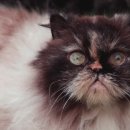 강릉동물병원 이미지