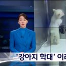 강아지들을 계속 분양받은 후 학대해 죽인 20대 여성 구속 이미지