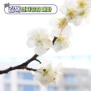 연지공원(조각공원) | 경남 김해 연지공원 매화 명소 만개 봄 명소 추천
