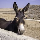 플라테로(platero)