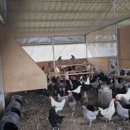 팔음농장 이미지