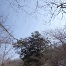 태백 태백산 (2017.03.19) - 박이산악회 이미지