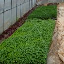 청야농장 이미지