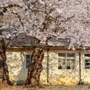 동해 구 삼척개발 사택과 합숙소 | 강원도 여행 동해 가볼만한곳 드라이브 동부사택 벚꽃