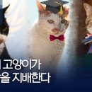 감투