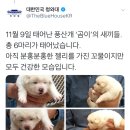 청와대 풍산개 곰이 새끼들 근황~ 이미지