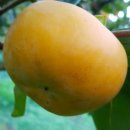 보신농장 이미지