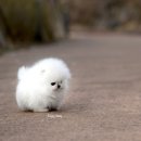 화이트 퍼피 켄넬 이미지