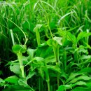 두루미 농원 이미지