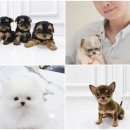 벨라독 | 수원강아지분양은 역시 벨라독! 감동 후기 가득!