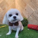 도그애견미용실 이미지