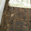 맹꽁이농장 이미지