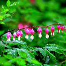 클럽 롯데 이미지