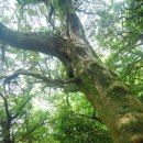 비자림민박 이미지