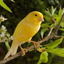 카나리아 이미지