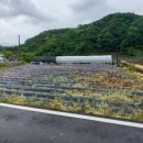 고명리 마을회관 이미지