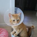 북악동물병원 | 치즈 땅콩수확 완료 [고양이 수컷 중성화 수술] 북악 동물병원 후기