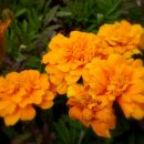 우리가락 경기민요 이미지