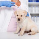 펫스토리 동물병원 이미지