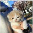 부천강아지분양 고양이분양 24시 데려가개 부천점 이미지