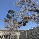 NEW축제 노래연습장 | [잡담] 4/5 세븐틴(Seventeen) New_앙콘 후기