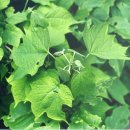 봄을 준비 하면서 배우는 산나물 이야기 이미지