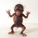 숭이네