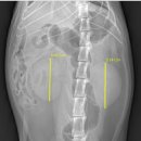 청담아이윌동물병원 이미지