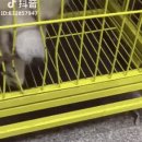 멍청하개 이미지