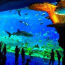 아쿠아리움 이미지