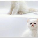 따뜻한 공간 | 제나캣, 부산 수영구에서 만난 따뜻한 반려동물분양 공간 후기요!