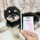 펄스랩 | 강아지 소변검사키트 추천! 펫펄스랩 삐뽀 자가건강검진 후기