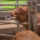 새말목장 이미지