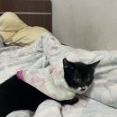 그루밍 호찌 이미지