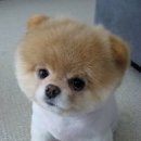 귀여운 강아지 이미지