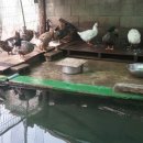 시인의 뜰 이미지